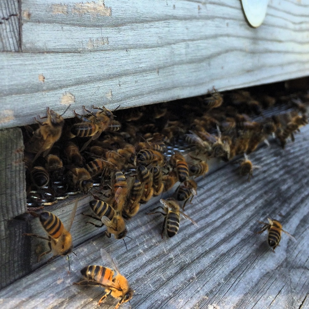 Challenge 3: Seeding out NIU, mission, stories and growing the community