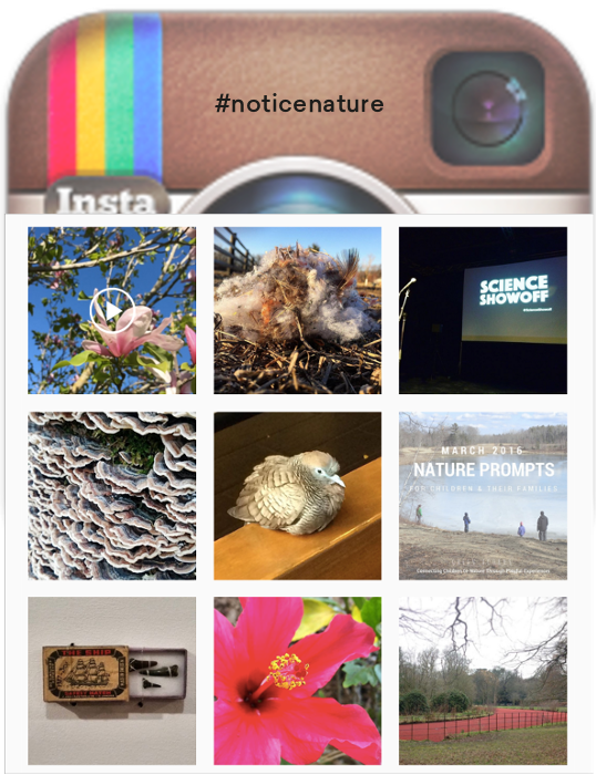 Inspiration:&nbsp;Focus of #noticenature posts is on small details and moments of contemplation.&nbsp;