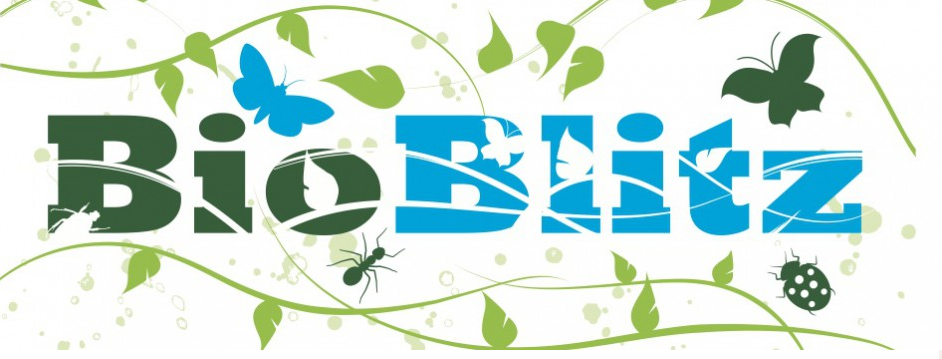 Inspiration: Bio Blitz.&nbsp;Place-based experience, interaction with experts and activities for kids and grown-ups, beginners and experts.